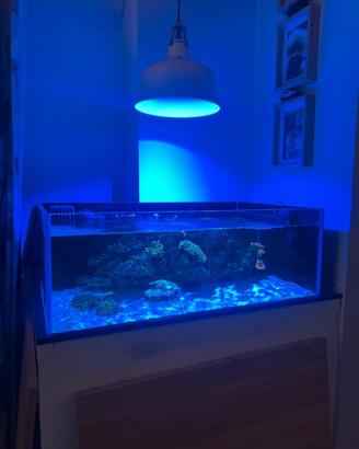 Acquario marino