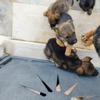 Cuccioli di meticcio