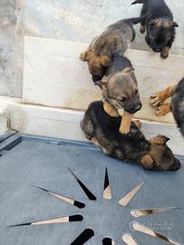 Cuccioli di meticcio