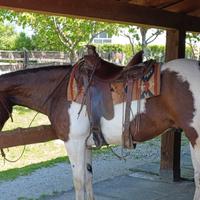 Cavallo paint