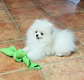 Spitz tedesco nano - volpino di Pomerania