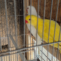 Canuri parrocchetti calopsite