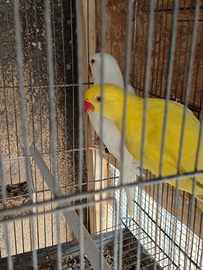 Canuri parrocchetti calopsite