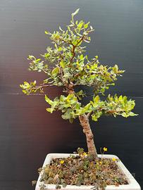 Bonsai pre bonsai sughera  da seme(quercus suber )