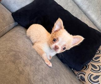 Femminuccia chihuahua