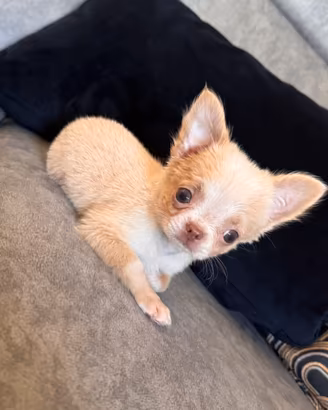 Femminuccia chihuahua