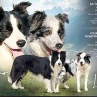 Cuccioli di Border Collie MERAVIGLIOSI