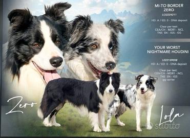 Cuccioli di Border Collie MERAVIGLIOSI