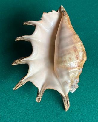 Conchiglia ragno