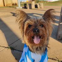 Yorkshire in busca di fidanzata