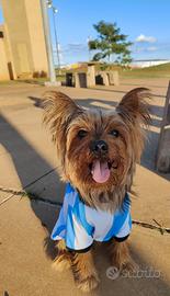 Yorkshire in busca di fidanzata