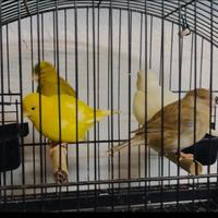 Fife fancy selezionati