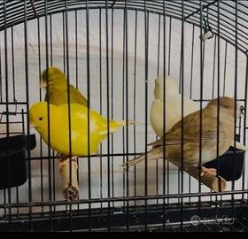 Fife fancy selezionati