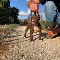 Cuccioli di pitbull