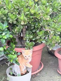 Gattina