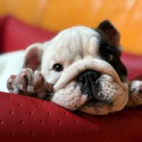 Cucciolo di bulldog con pedigree