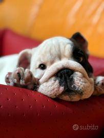 Cucciolo di bulldog con pedigree