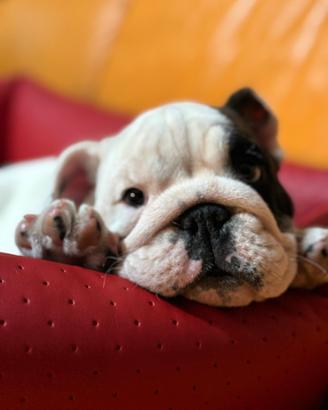Cucciolo di bulldog con pedigree