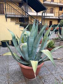 Agavi