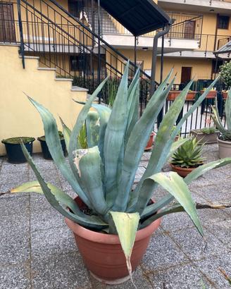 Agavi