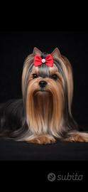 Yorkshire Terrier maschio disponibile per monta