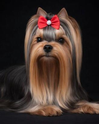 Yorkshire Terrier maschio disponibile per monta