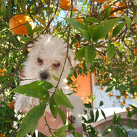 Cucciolo di maltese mini toy