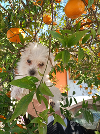 Cucciolo di maltese mini toy