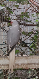 Coppia collari M grey cleartail e F blu cleartail