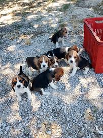 Beagle cuccioli