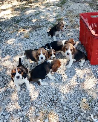 Beagle cuccioli