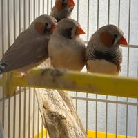 Passeri del Giappone / diamantini