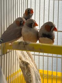 Passeri del Giappone / diamantini