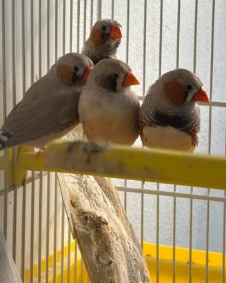 Passeri del Giappone / diamantini