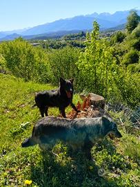 Cuccioli di pastore del Lagorai