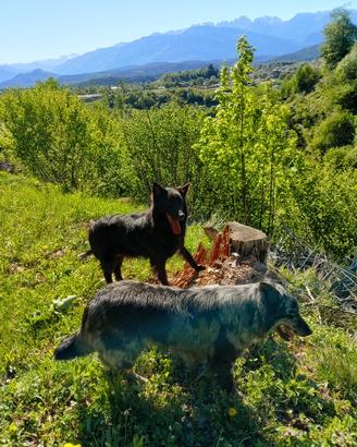 Cuccioli di pastore del Lagorai