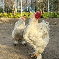 Galli Brahma Isabella