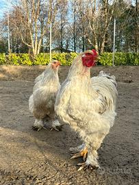 Galli Brahma Isabella