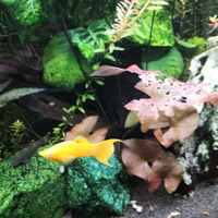 Vendita platty e molli