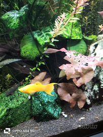 Vendita platty e molli