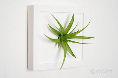 Quadro di piante da interni