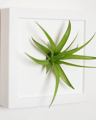 Quadro di piante da interni