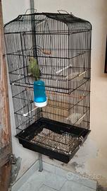 Parrocchetto dal collare con gabbia