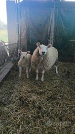 Pecore razza texel