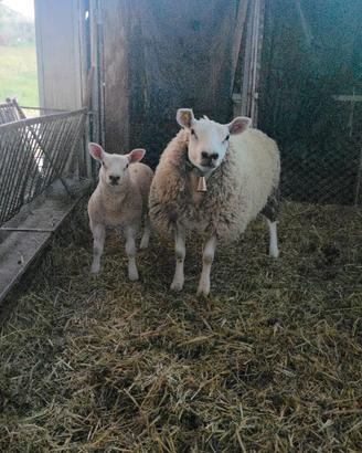 Pecore razza texel