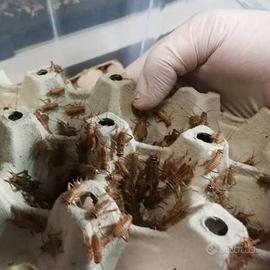 Grilli vivi acheta per rettili zona Perugia