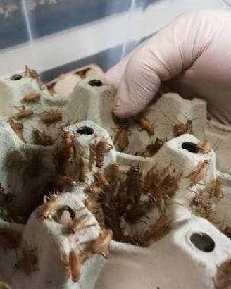 Grilli vivi acheta per rettili zona Perugia