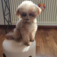 Charlie Barboncino Toy per accoppiamento