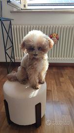 Charlie Barboncino Toy per accoppiamento