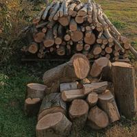 Legna di noce da ardere